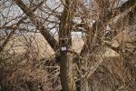 15 wooden nest boxes were installed on trees